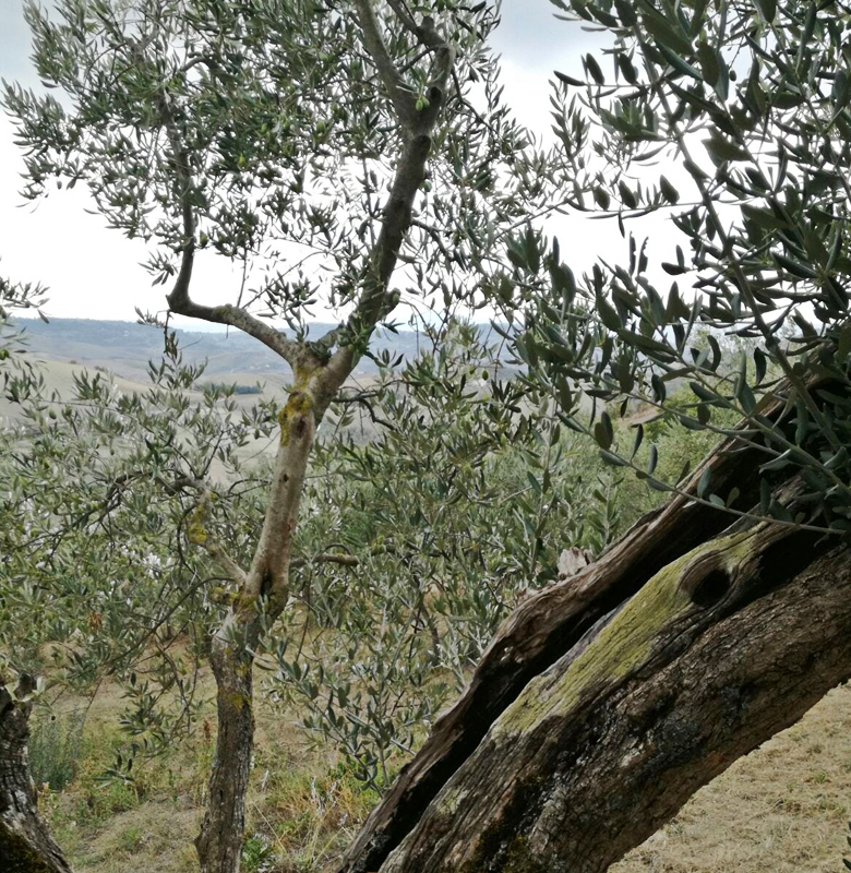 oliveti